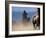 Cowboy Riding Horseback, Oregon, USA-William Sutton-Framed Photographic Print