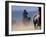 Cowboy Riding Horseback, Oregon, USA-William Sutton-Framed Photographic Print