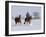 Cowboy Riding Red Dun Quarter Horse Gelding Through Snow, Bethoud, Colorado, USA-Carol Walker-Framed Photographic Print