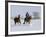 Cowboy Riding Red Dun Quarter Horse Gelding Through Snow, Bethoud, Colorado, USA-Carol Walker-Framed Photographic Print