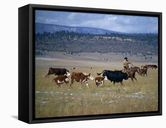 Cowboy Rounding Up Cattle, Diamond Ranch, New Mexico, United States of America, North America-Woolfitt Adam-Framed Premier Image Canvas