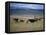 Cowboy Rounding Up Cattle, Diamond Ranch, New Mexico, United States of America, North America-Woolfitt Adam-Framed Premier Image Canvas