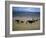 Cowboy Rounding Up Cattle, Diamond Ranch, New Mexico, United States of America, North America-Woolfitt Adam-Framed Photographic Print