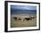 Cowboy Rounding Up Cattle, Diamond Ranch, New Mexico, United States of America, North America-Woolfitt Adam-Framed Photographic Print