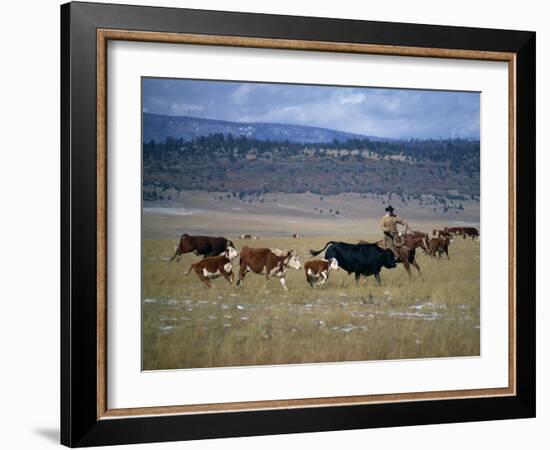 Cowboy Rounding Up Cattle, Diamond Ranch, New Mexico, United States of America, North America-Woolfitt Adam-Framed Photographic Print