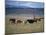 Cowboy Rounding Up Cattle, Diamond Ranch, New Mexico, United States of America, North America-Woolfitt Adam-Mounted Photographic Print