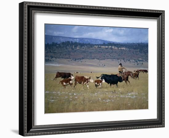 Cowboy Rounding Up Cattle, Diamond Ranch, New Mexico, United States of America, North America-Woolfitt Adam-Framed Photographic Print