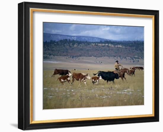 Cowboy Rounding Up Cattle, Diamond Ranch, New Mexico, United States of America, North America-Woolfitt Adam-Framed Photographic Print