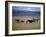 Cowboy Rounding Up Cattle, Diamond Ranch, New Mexico, United States of America, North America-Woolfitt Adam-Framed Photographic Print