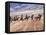 Cowboy's in Motion across the Field-Terry Eggers-Framed Premier Image Canvas