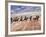 Cowboy's in Motion across the Field-Terry Eggers-Framed Photographic Print