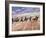 Cowboy's in Motion across the Field-Terry Eggers-Framed Photographic Print