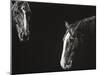 Cowboy Scratchboard III-Julie Chapman-Mounted Art Print