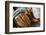 Cowboy Snakeskin Boots and an Antique Suitcase, Santa Fe, New Mexico-Julien McRoberts-Framed Photographic Print