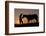 Cowboy Standing with His Horse-Darrell Gulin-Framed Photographic Print