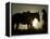 Cowboy With His Horse at Sunset, Ponderosa Ranch, Oregon, USA-Josh Anon-Framed Premier Image Canvas