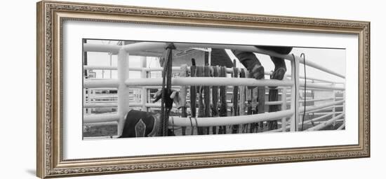 Cowboy with Tacks at Rodeo, Pecos, Texas, USA-null-Framed Photographic Print