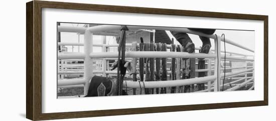 Cowboy with Tacks at Rodeo, Pecos, Texas, USA-null-Framed Photographic Print