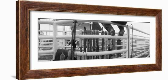 Cowboy with Tacks at Rodeo, Pecos, Texas, USA-null-Framed Photographic Print