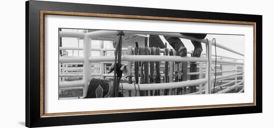 Cowboy with Tacks at Rodeo, Pecos, Texas, USA-null-Framed Photographic Print