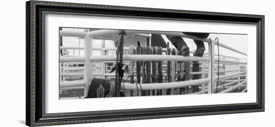 Cowboy with Tacks at Rodeo, Pecos, Texas, USA-null-Framed Photographic Print