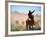 Cowboy Working the Herd on a Cattle Drive through Central Oregon, USA-Janis Miglavs-Framed Photographic Print