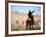 Cowboy Working the Herd on a Cattle Drive through Central Oregon, USA-Janis Miglavs-Framed Photographic Print