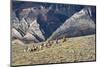 Cowboys and Cowgirls Riding along the Hills of the Big Horn Mountains-Terry Eggers-Mounted Photographic Print
