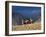 Cowboys and Cowgirls Riding along the Hills of the Big Horn Mountains-Terry Eggers-Framed Photographic Print