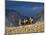 Cowboys and Cowgirls Riding along the Hills of the Big Horn Mountains-Terry Eggers-Mounted Photographic Print