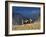 Cowboys and Cowgirls Riding along the Hills of the Big Horn Mountains-Terry Eggers-Framed Photographic Print