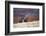 Cowboys at Full Gallop-Terry Eggers-Framed Photographic Print