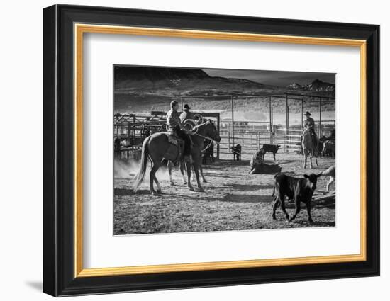 Cowboys brand Cattle near La Sal, Utah off Route 46 near Colorado-Utah border - near Manti-La Sa...-Panoramic Images-Framed Photographic Print