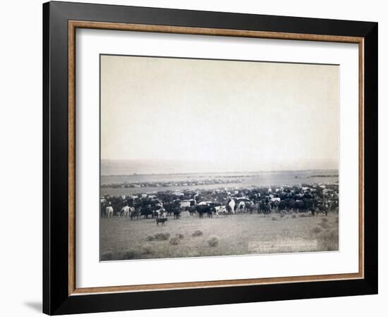 Cowboys herding cattle, c.1890-John C. H. Grabill-Framed Photographic Print