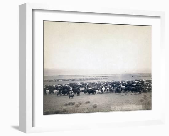Cowboys herding cattle, c.1890-John C. H. Grabill-Framed Photographic Print