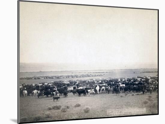 Cowboys herding cattle, c.1890-John C. H. Grabill-Mounted Photographic Print