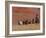 Cowboys Herding Horses in the Big Horn Mountains, Shell, Wyoming, USA-Joe Restuccia III-Framed Photographic Print