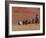 Cowboys Herding Horses in the Big Horn Mountains, Shell, Wyoming, USA-Joe Restuccia III-Framed Photographic Print