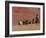 Cowboys Herding Horses in the Big Horn Mountains, Shell, Wyoming, USA-Joe Restuccia III-Framed Photographic Print