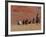 Cowboys Herding Horses in the Big Horn Mountains, Shell, Wyoming, USA-Joe Restuccia III-Framed Photographic Print