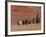 Cowboys Herding Horses in the Big Horn Mountains, Shell, Wyoming, USA-Joe Restuccia III-Framed Photographic Print