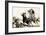 Cowboys in the Australian Outback Try to Rope a Bull-null-Framed Giclee Print