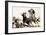 Cowboys in the Australian Outback Try to Rope a Bull-null-Framed Giclee Print