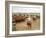 Cowboys on the King Ranch Move Santa Gertrudis Cattle from the Roundup Area Into the Working Pens-Ralph Crane-Framed Photographic Print