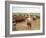 Cowboys on the King Ranch Move Santa Gertrudis Cattle from the Roundup Area Into the Working Pens-Ralph Crane-Framed Photographic Print