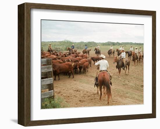 Cowboys on the King Ranch Move Santa Gertrudis Cattle from the Roundup Area Into the Working Pens-Ralph Crane-Framed Photographic Print