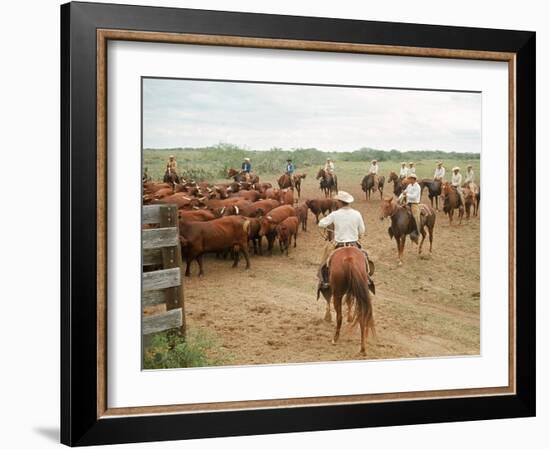 Cowboys on the King Ranch Move Santa Gertrudis Cattle from the Roundup Area Into the Working Pens-Ralph Crane-Framed Photographic Print