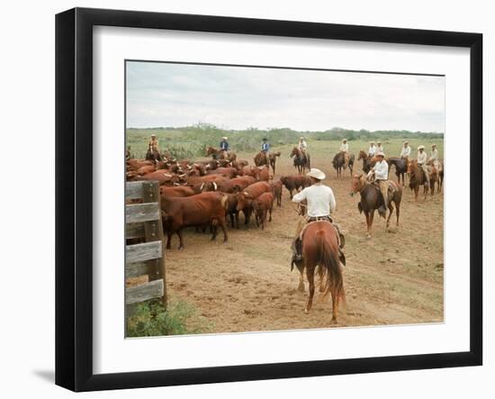 Cowboys on the King Ranch Move Santa Gertrudis Cattle from the Roundup Area Into the Working Pens-Ralph Crane-Framed Photographic Print
