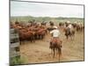 Cowboys on the King Ranch Move Santa Gertrudis Cattle from the Roundup Area Into the Working Pens-Ralph Crane-Mounted Photographic Print