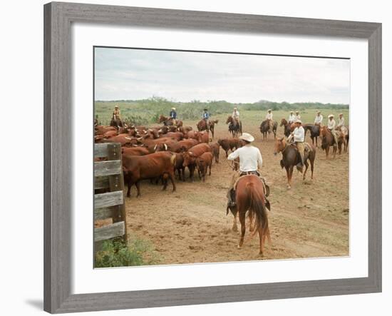 Cowboys on the King Ranch Move Santa Gertrudis Cattle from the Roundup Area Into the Working Pens-Ralph Crane-Framed Photographic Print